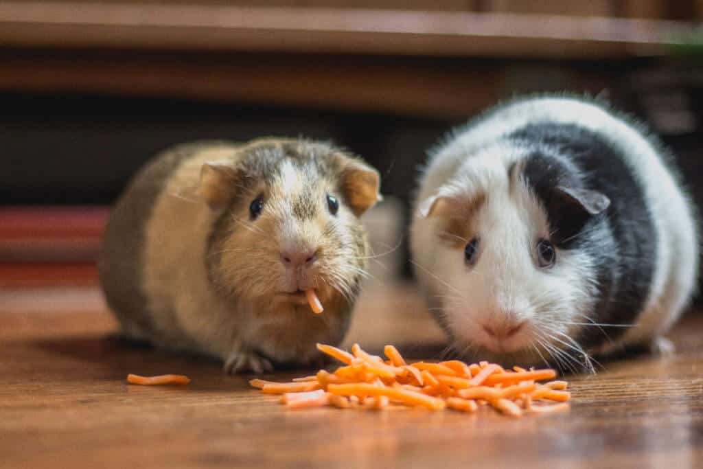 Hamsters eating cheese... talk to them in English
