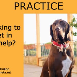 Can speaking to your pet in English help you learn